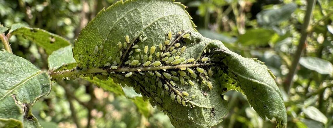 how to get rid of aphids naturally