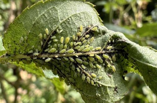 how to get rid of aphids naturally