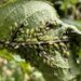 how to get rid of aphids naturally