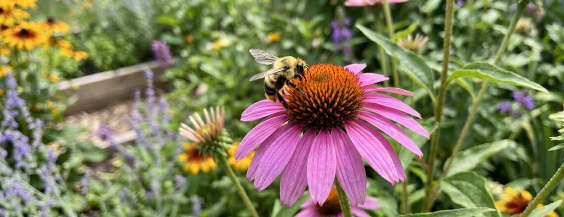 how to attract pollinators to your garden