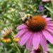 how to attract pollinators to your garden