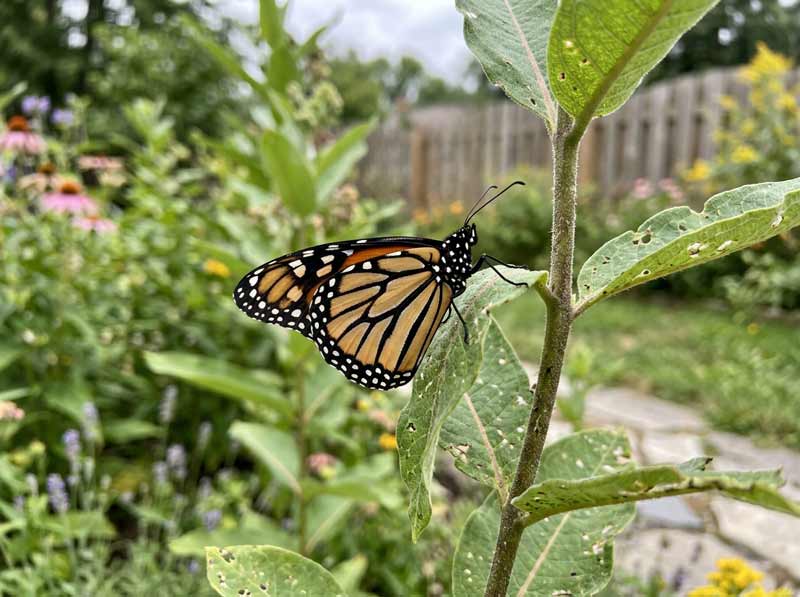 how to attract pollinators to your garden