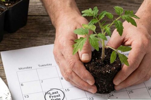 when to plant tomatoes
