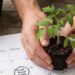 when to plant tomatoes