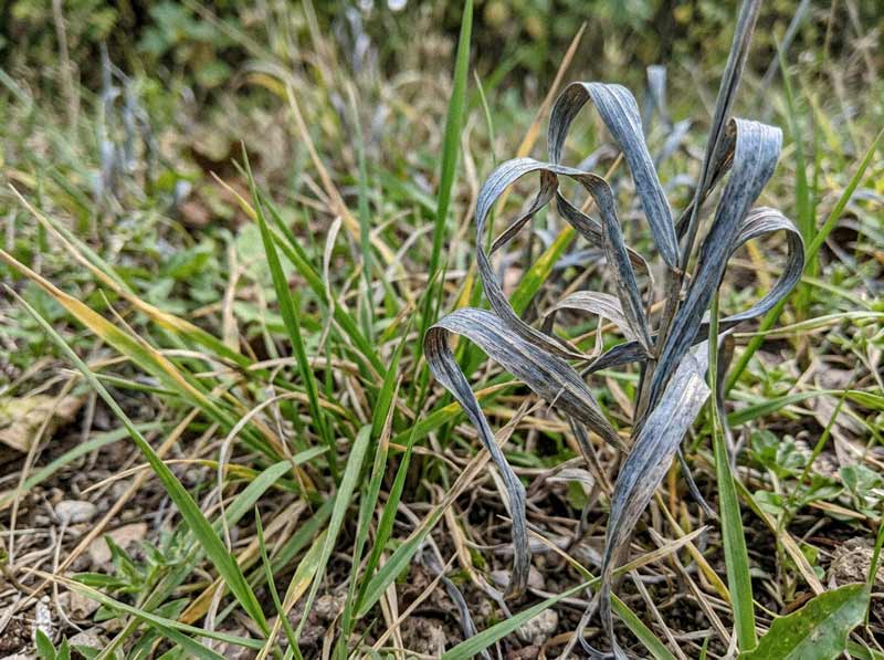 how often to water your lawn