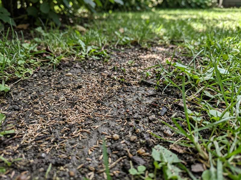 best grass seed for shady lawns