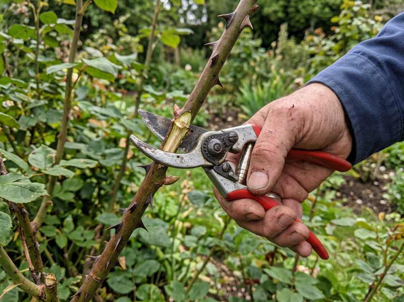 best time to prune rose bushes