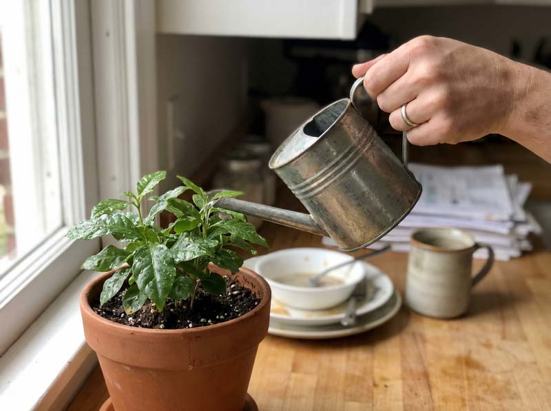 low-maintenance houseplants