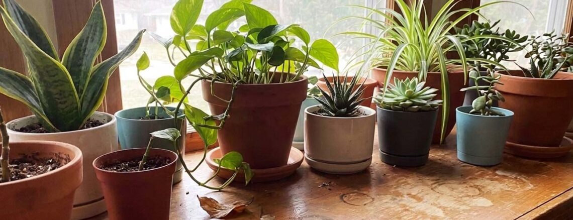 low-maintenance houseplants