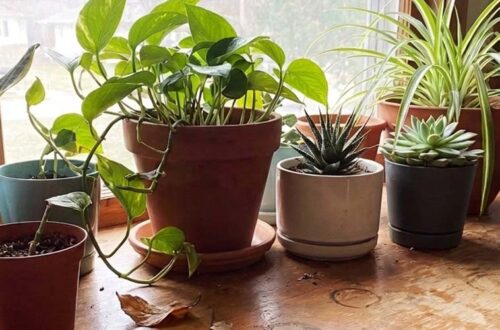 low-maintenance houseplants
