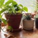 low-maintenance houseplants