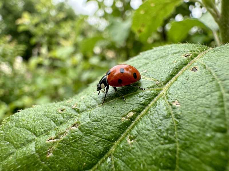 how to get rid of aphids naturally