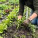 how to remove weeds without chemicals