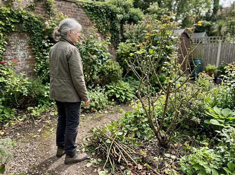 best time to prune rose bushes