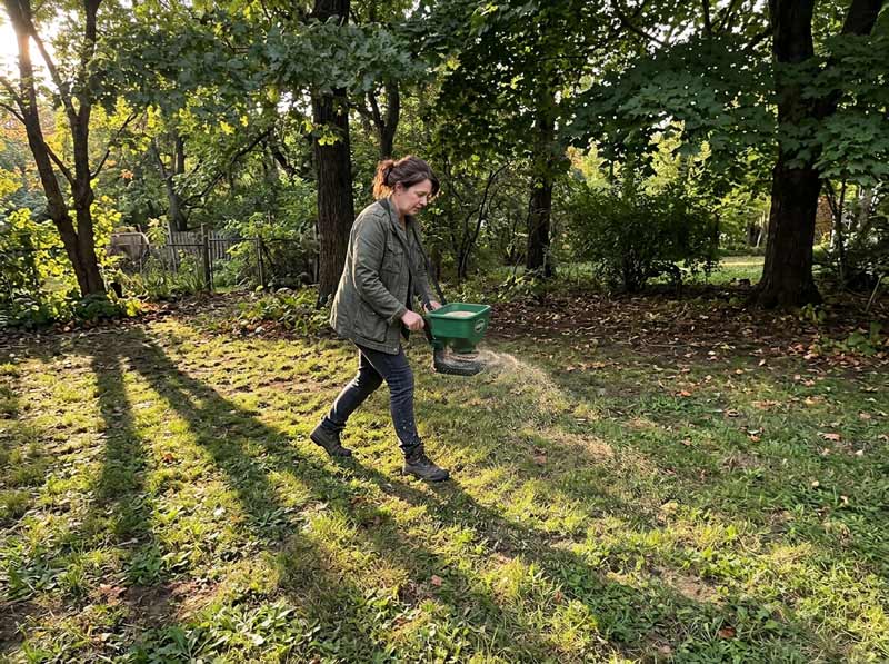 best grass seed for shady lawns