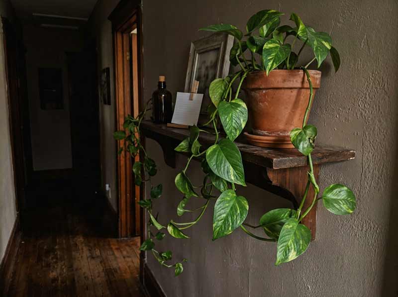 best indoor plants for low light rooms