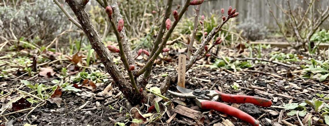 best time to prune rose bushes