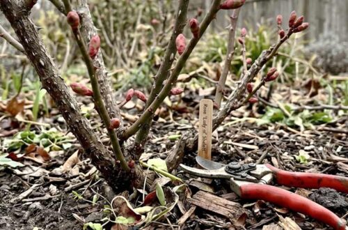 best time to prune rose bushes