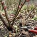 best time to prune rose bushes