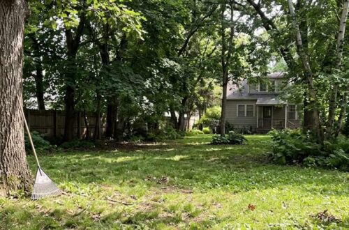 best grass seed for shady lawns