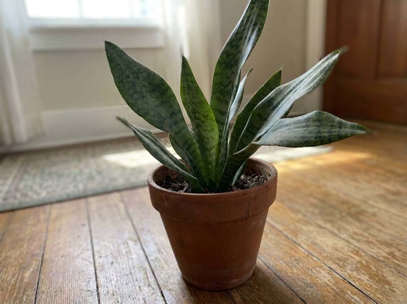 low-maintenance houseplants