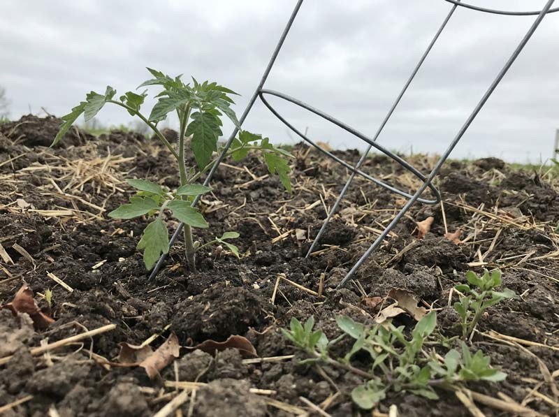 when to plant tomatoes