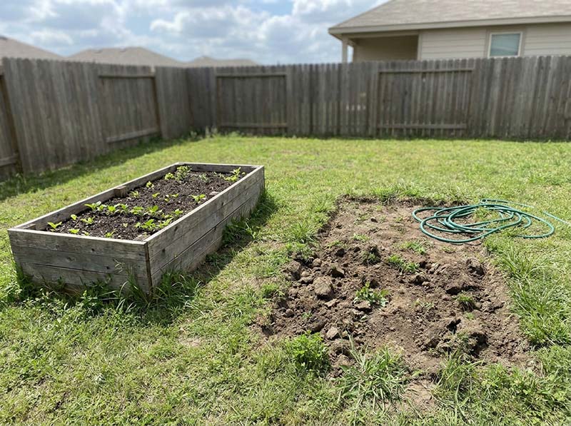 vegetable garden for beginners