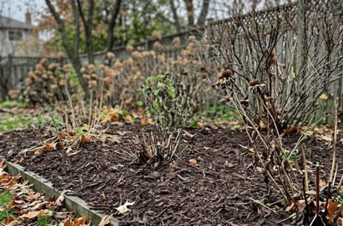 how to winterize your garden