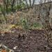 how to winterize your garden