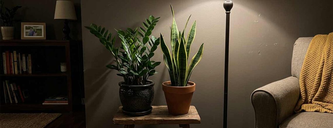 best indoor plants for low light rooms