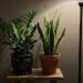 best indoor plants for low light rooms